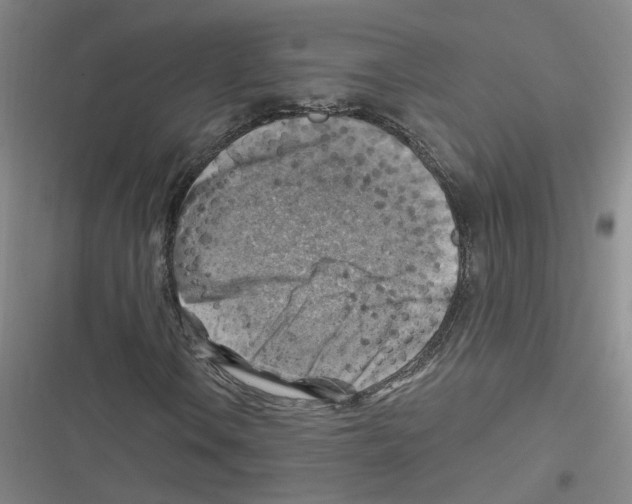 X0000116631106201001081247