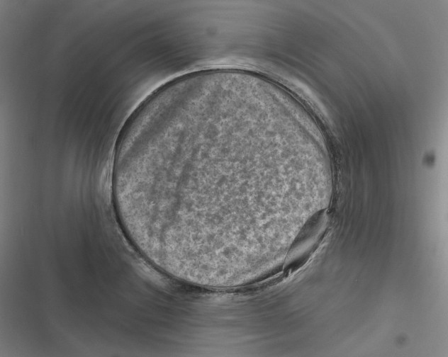 X0000116631228201001081246