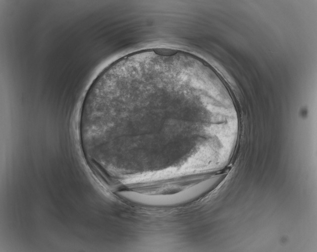 X0000116631246201001081246