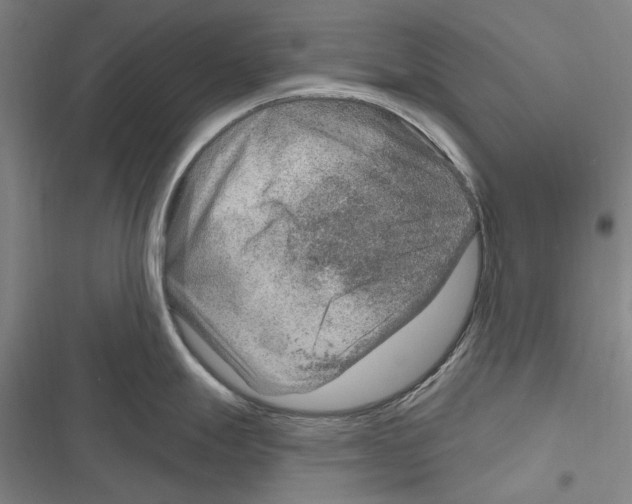 X0000116631247201001081246