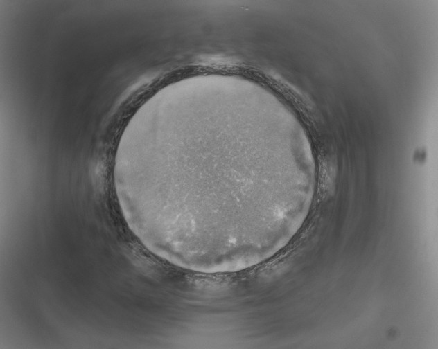 X0000116631254201001081245
