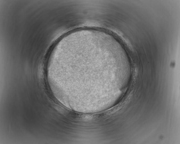 X0000116631266201001081245