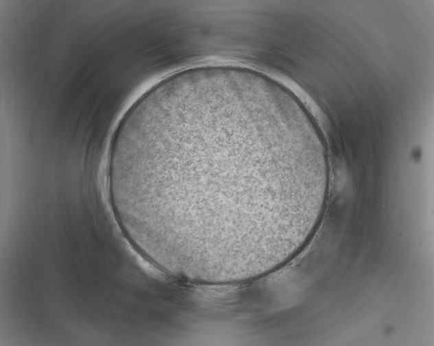 X0000116631294201001081245