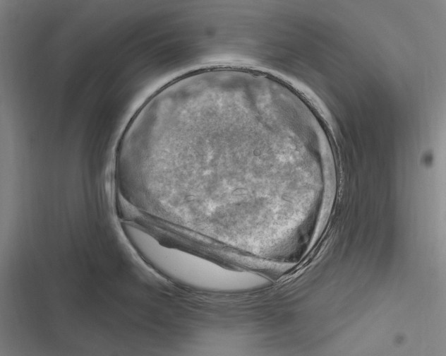 X0000116631295201001081245