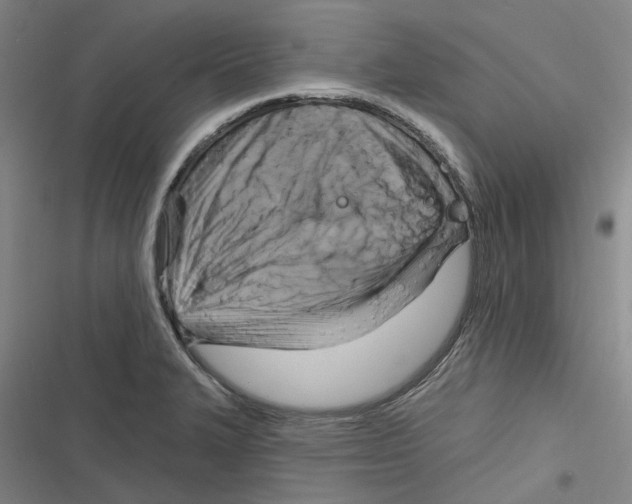X0000116631327201001081244