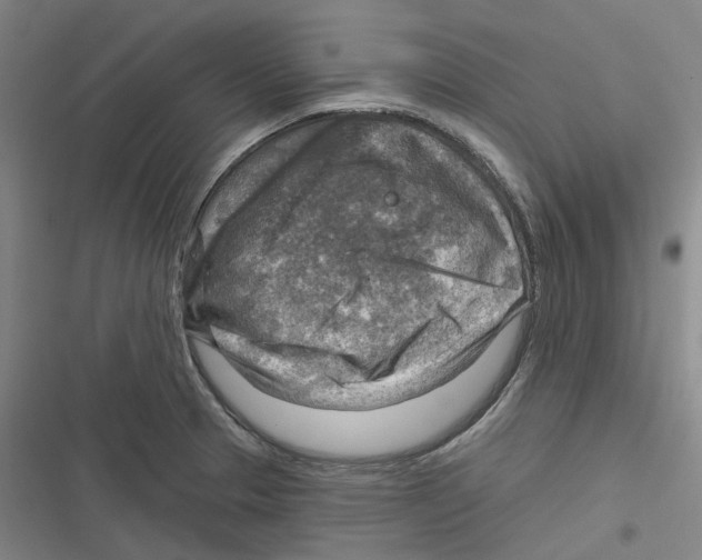 X0000116631329201001081244