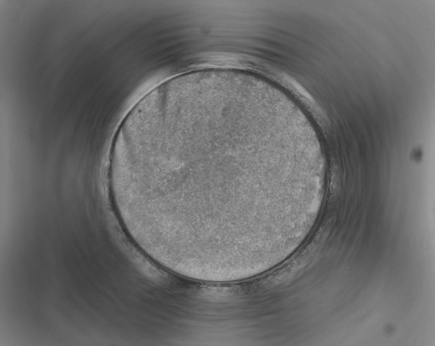X0000116631378201001081243