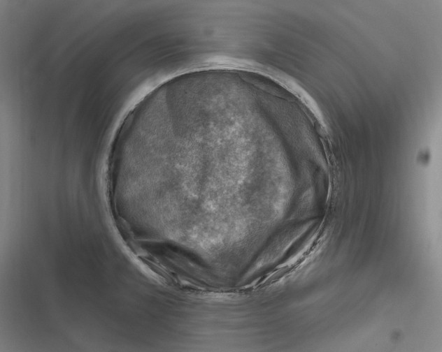 X0000116631381201001081243