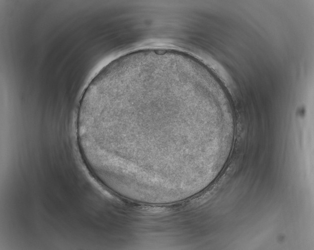 X0000116631382201001081243