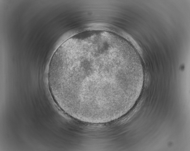 X0000116631386201001081243