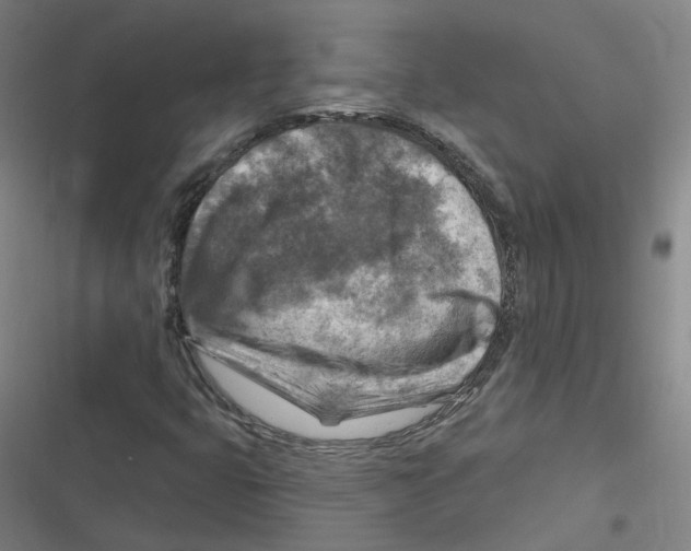X0000116631399201001081243