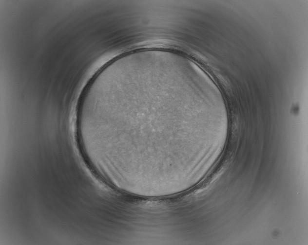 X0000116631418201001081243