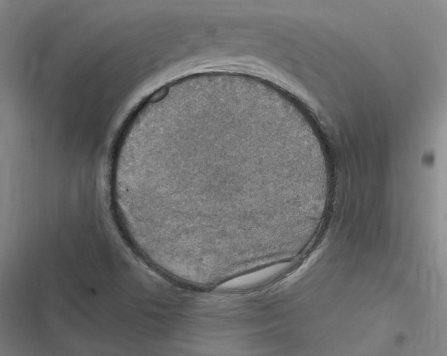 X0000116631506201001081242