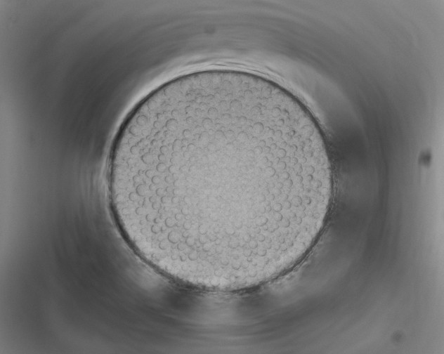 X0000116631514201001081242