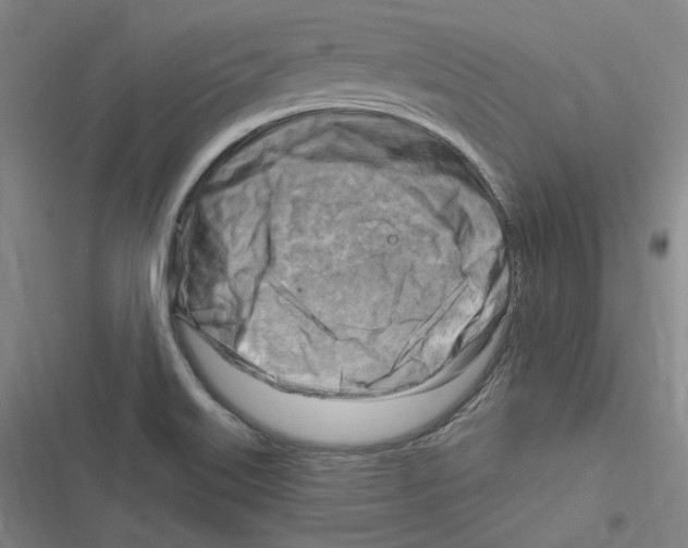 X0000116631515201001081242