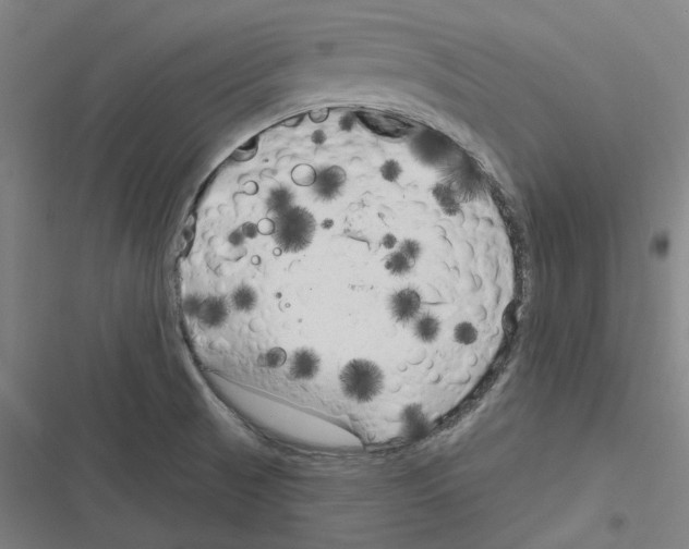 X0000116631521201001081242