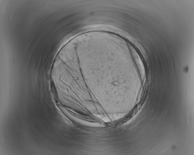 X0000116631529201001081242