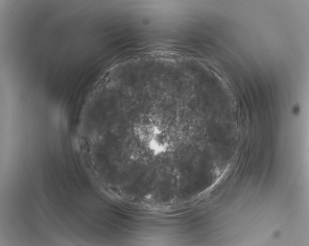 X0000116630171201001221408