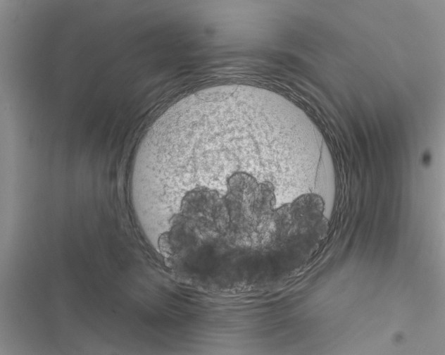 X0000116630420201001221405