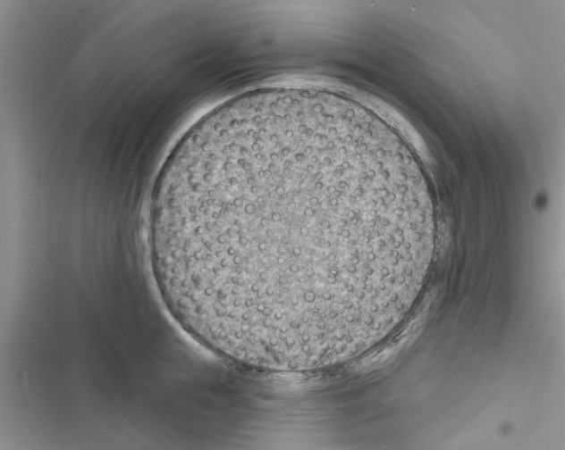 X0000116630855201001221359