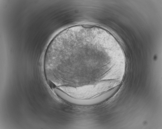 X0000116631246201001221354
