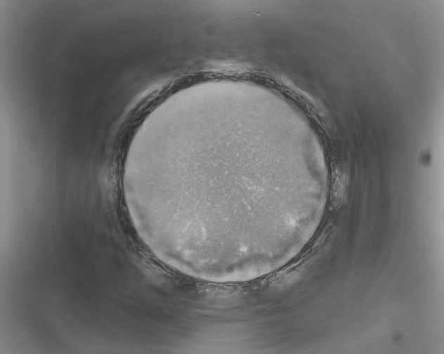 X0000116631254201001221353