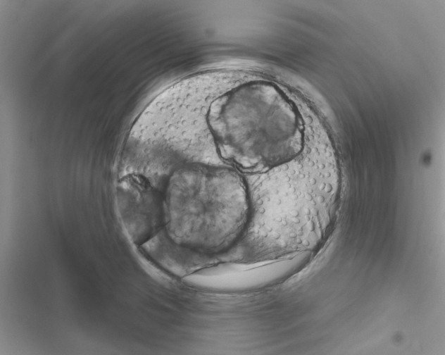 X0000116631425201001221351