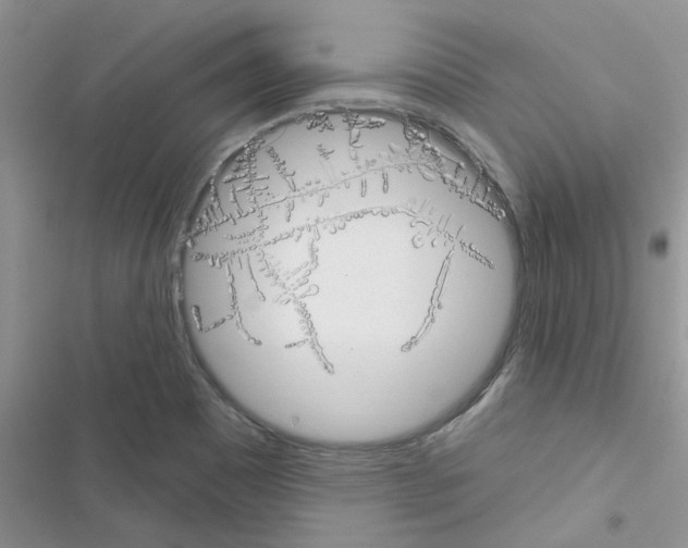 X0000116631465201001221350