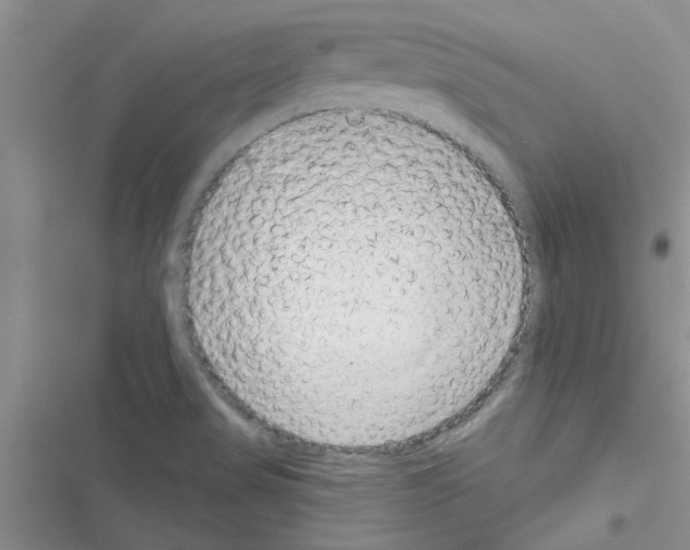 X0000116631517201001221350