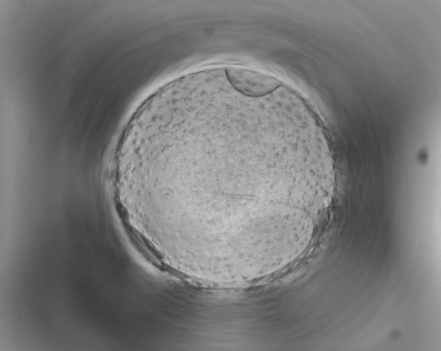 X0000116631519201001221350