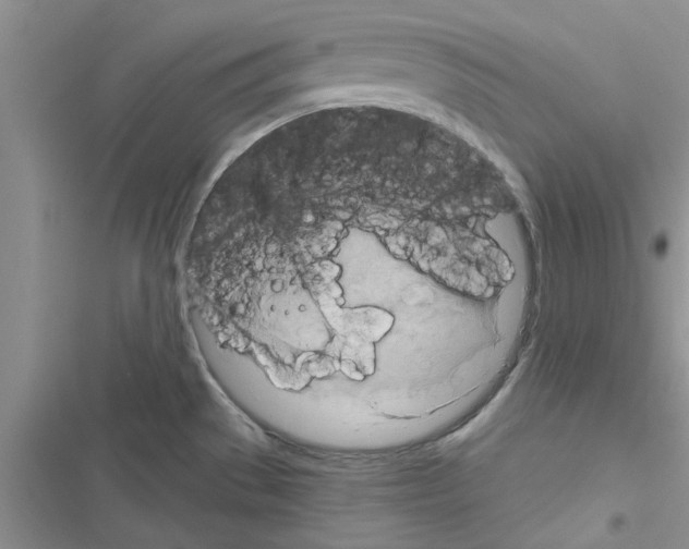 X0000116631529201001221350