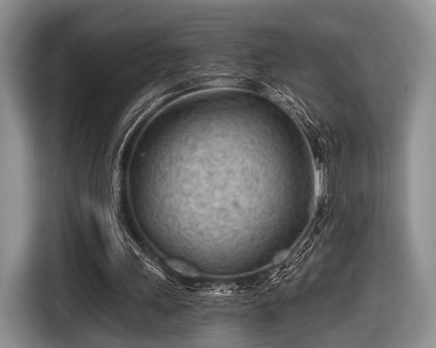 X0000116640243200912211010