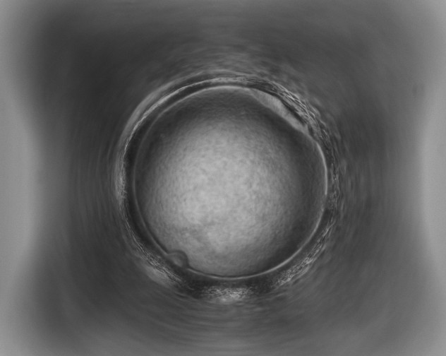 X0000116640247200912211010