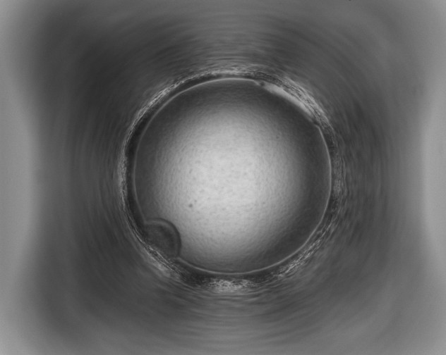 X0000116640346200912211009