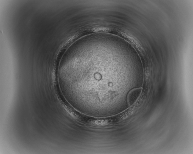 X0000116640353200912211009