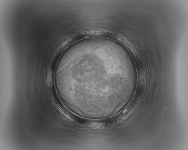 X0000116640585200912211005