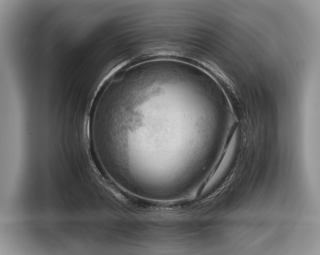 X0000116640790200912211001