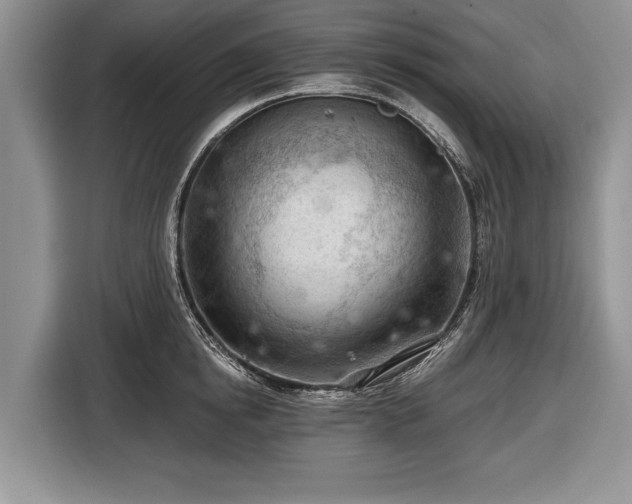 X0000116640854200912211001