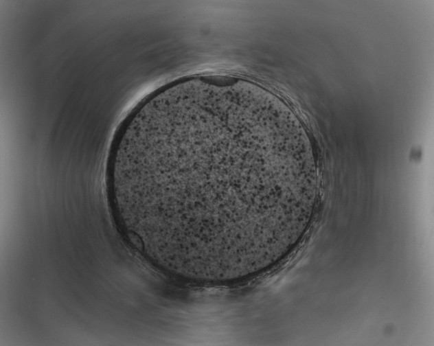 X0000116640196201001251143