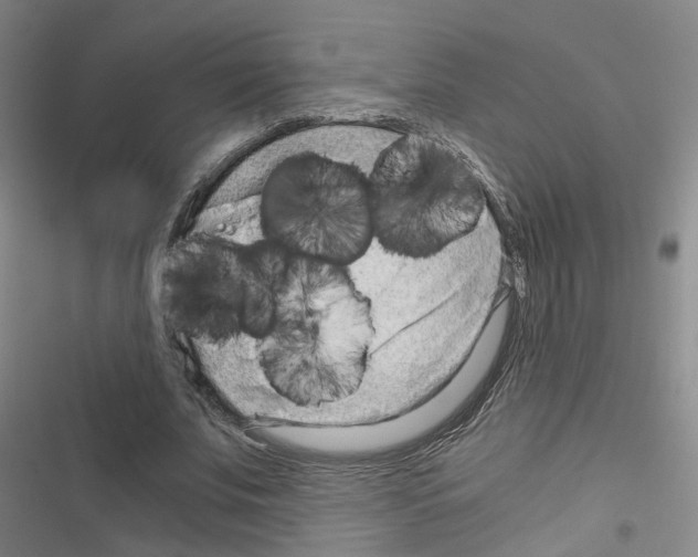 X0000116640679201001251136