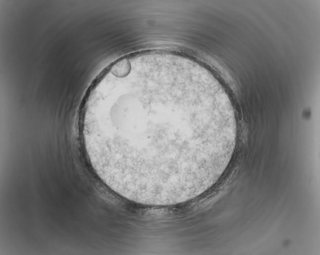 X0000116640883201001251133