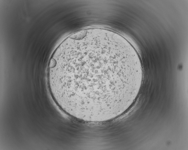 X0000116640906201001251133