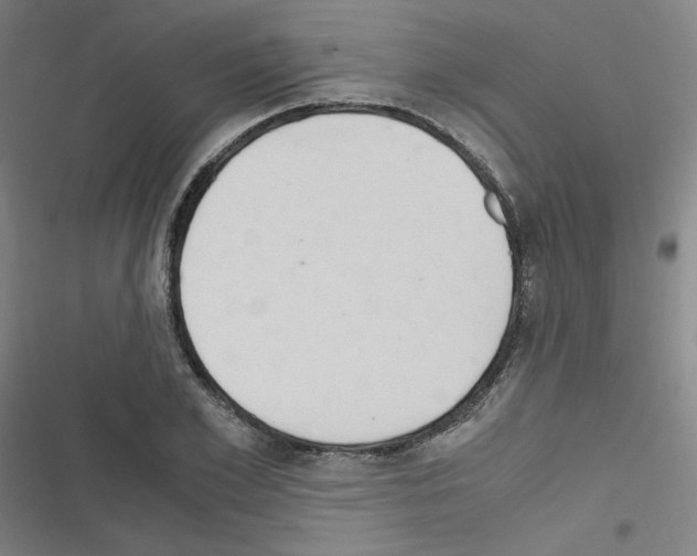 X0000116640981201001251132