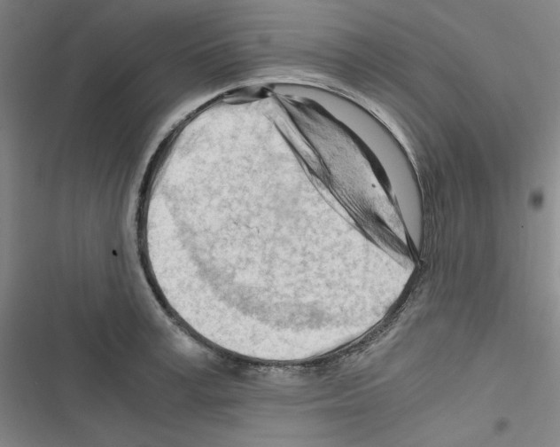 X0000116640995201001251132