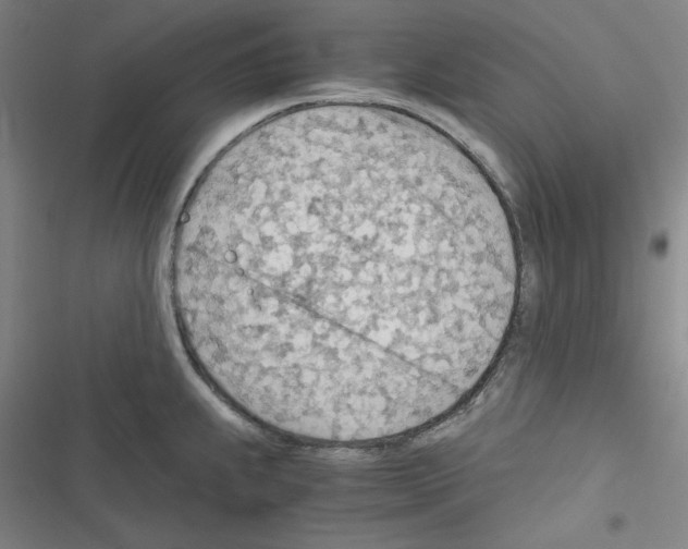 X0000116641239201001251129