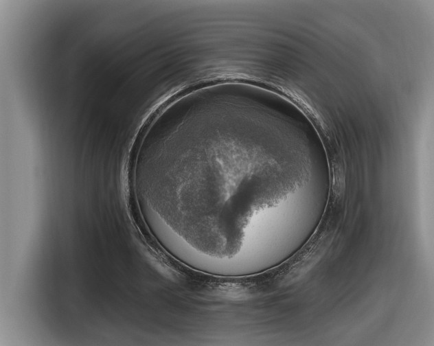 X0000116650390200912141259