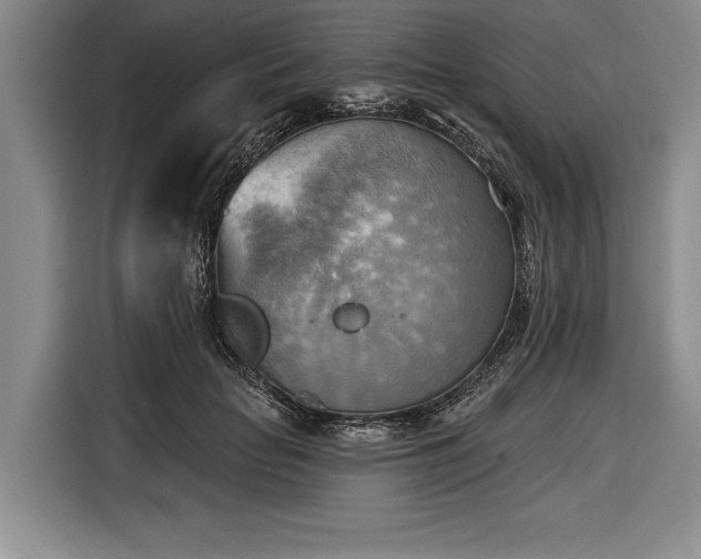 X0000116650653200912211448