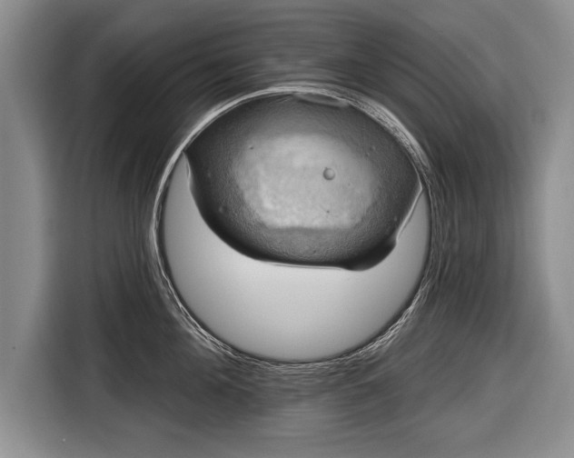 X0000116650908200912211445