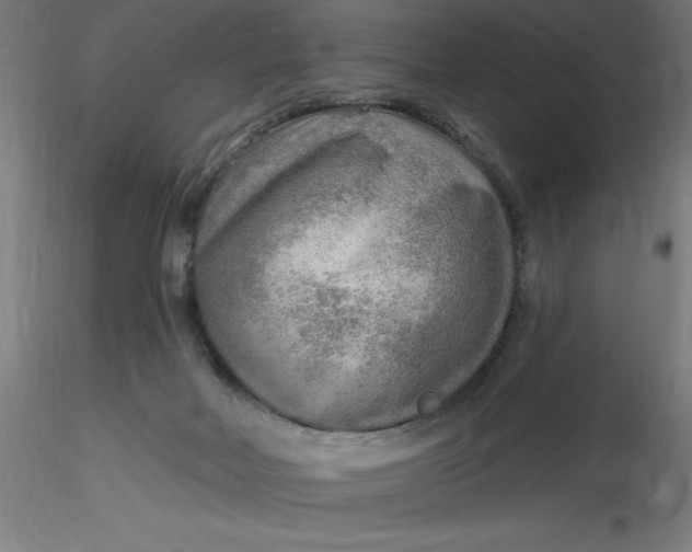 X0000116650026200912291626