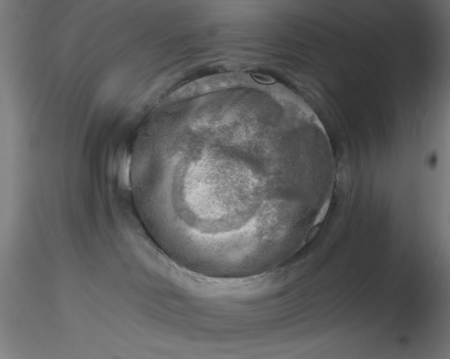 X0000116650046200912291625